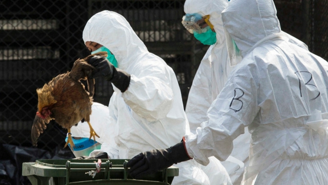 Avian Influenza in Netherlands
